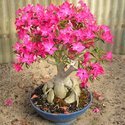 Adenium Plant Manufacturer Supplier Wholesale Exporter Importer Buyer Trader Retailer