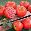 Hybrid Tomato Seed Manufacturer Supplier Wholesale Exporter Importer Buyer Trader Retailer