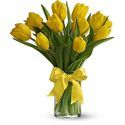 Tulip Flower Manufacturer Supplier Wholesale Exporter Importer Buyer Trader Retailer