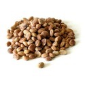 Buchanania Lanzan Seed Manufacturer Supplier Wholesale Exporter Importer Buyer Trader Retailer