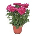 Chrysanthemum Plants Manufacturer Supplier Wholesale Exporter Importer Buyer Trader Retailer