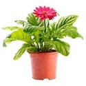 Gerbera Daisy Plant Manufacturer Supplier Wholesale Exporter Importer Buyer Trader Retailer