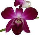 Orchid Flower Manufacturer Supplier Wholesale Exporter Importer Buyer Trader Retailer