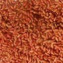 Seed Coating Polymer Manufacturer Supplier Wholesale Exporter Importer Buyer Trader Retailer