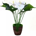 Lily Flower Plant Manufacturer Supplier Wholesale Exporter Importer Buyer Trader Retailer