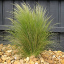 Mexican Grass Manufacturer Supplier Wholesale Exporter Importer Buyer Trader Retailer