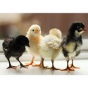 Aseel Chicks Manufacturer Supplier Wholesale Exporter Importer Buyer Trader Retailer