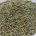 Hybrid Bajra Seed Manufacturer Supplier Wholesale Exporter Importer Buyer Trader Retailer