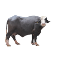 Nili Ravi Buffalo Manufacturer Supplier Wholesale Exporter Importer Buyer Trader Retailer