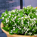 Jasmine Plants Manufacturer Supplier Wholesale Exporter Importer Buyer Trader Retailer