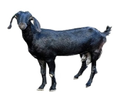 Osmanabadi Goat Manufacturer Supplier Wholesale Exporter Importer Buyer Trader Retailer