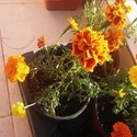 Marigold Plant Manufacturer Supplier Wholesale Exporter Importer Buyer Trader Retailer