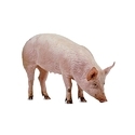 Farm Pig Manufacturer Supplier Wholesale Exporter Importer Buyer Trader Retailer