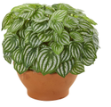 Peperomia Plant Manufacturer Supplier Wholesale Exporter Importer Buyer Trader Retailer