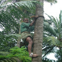 Coconut Tree Climber Manufacturer Supplier Wholesale Exporter Importer Buyer Trader Retailer