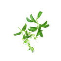 Stevia Plants Manufacturer Supplier Wholesale Exporter Importer Buyer Trader Retailer