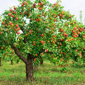Fruit Tree Manufacturer Supplier Wholesale Exporter Importer Buyer Trader Retailer