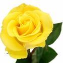 Yellow Rose Manufacturer Supplier Wholesale Exporter Importer Buyer Trader Retailer