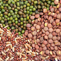 Hybrid Vegetable Seeds Manufacturer Supplier Wholesale Exporter Importer Buyer Trader Retailer