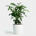 Mahogany Plants Manufacturer Supplier Wholesale Exporter Importer Buyer Trader Retailer