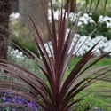 Cordyline Plant Manufacturer Supplier Wholesale Exporter Importer Buyer Trader Retailer