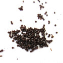 Petunia Seeds Manufacturer Supplier Wholesale Exporter Importer Buyer Trader Retailer