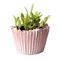 Planter Manufacturer Supplier Wholesale Exporter Importer Buyer Trader Retailer