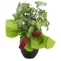 Ornamental Plants Manufacturer Supplier Wholesale Exporter Importer Buyer Trader Retailer