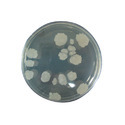 Bacillus Subtilis Manufacturer Supplier Wholesale Exporter Importer Buyer Trader Retailer