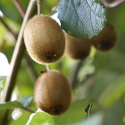 Kiwi Fruit Plant Manufacturer Supplier Wholesale Exporter Importer Buyer Trader Retailer