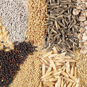 Agriculture Seeds Manufacturer Supplier Wholesale Exporter Importer Buyer Trader Retailer