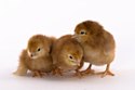 Rhode Island Red Chicks Manufacturer Supplier Wholesale Exporter Importer Buyer Trader Retailer