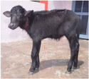 Buffalo Calf Manufacturer Supplier Wholesale Exporter Importer Buyer Trader Retailer