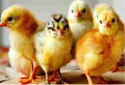 Vanaraja Chicks Manufacturer Supplier Wholesale Exporter Importer Buyer Trader Retailer