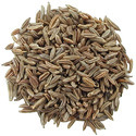 Rye Seed Manufacturer Supplier Wholesale Exporter Importer Buyer Trader Retailer