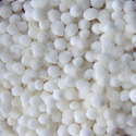 Sago Seed Manufacturer Supplier Wholesale Exporter Importer Buyer Trader Retailer