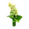 Cymbidium Orchid Manufacturer Supplier Wholesale Exporter Importer Buyer Trader Retailer