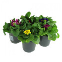 Polyanthus Rose Plants Manufacturer Supplier Wholesale Exporter Importer Buyer Trader Retailer