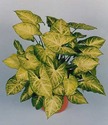 Syngonium Manufacturer Supplier Wholesale Exporter Importer Buyer Trader Retailer