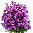 Singapore Orchid Manufacturer Supplier Wholesale Exporter Importer Buyer Trader Retailer