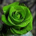 Green Rose Plants Manufacturer Supplier Wholesale Exporter Importer Buyer Trader Retailer
