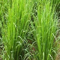 Vetiver Grass Manufacturer Supplier Wholesale Exporter Importer Buyer Trader Retailer