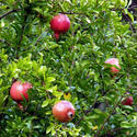 Pomegranate Plants Manufacturer Supplier Wholesale Exporter Importer Buyer Trader Retailer