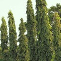 Ashoka Tree Manufacturer Supplier Wholesale Exporter Importer Buyer Trader Retailer