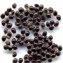 Amaranthus Caudatus Seeds Manufacturer Supplier Wholesale Exporter Importer Buyer Trader Retailer