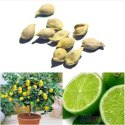 Lemon Seeds Manufacturer Supplier Wholesale Exporter Importer Buyer Trader Retailer