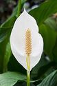 Spathiphyllum Plant Manufacturer Supplier Wholesale Exporter Importer Buyer Trader Retailer