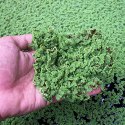 Azolla Manufacturer Supplier Wholesale Exporter Importer Buyer Trader Retailer