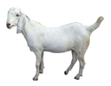 Sojat Goat Manufacturer Supplier Wholesale Exporter Importer Buyer Trader Retailer