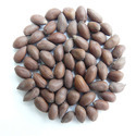 Cotton Seeds Manufacturer Supplier Wholesale Exporter Importer Buyer Trader Retailer